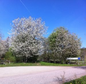 Den perfekta rastplatsen längs Vallevägen. Bara att duka fikabordet i skuggan av det blommande sötbärträdet.(1)
